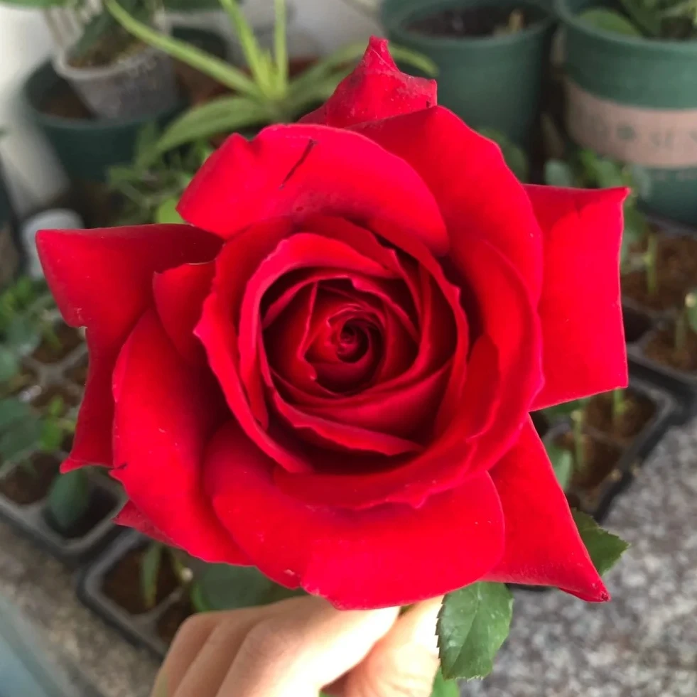 宜然园艺亚克力红棒棒糖1加仑灌木花苗月季多季节重复开花