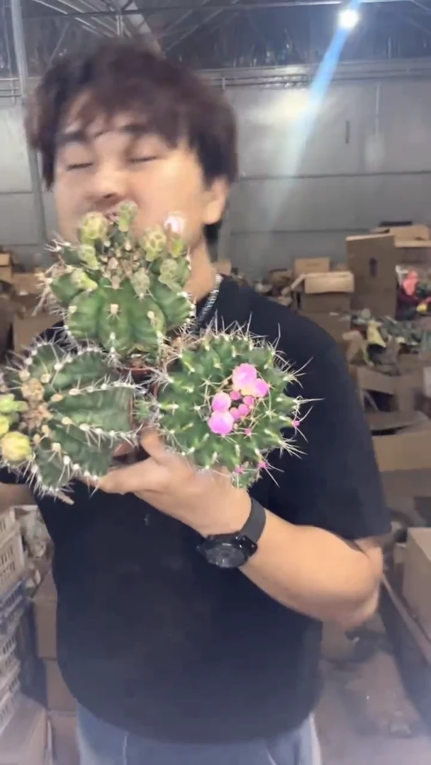 3颗 6-8cm 翠皇冠 不指定缀化