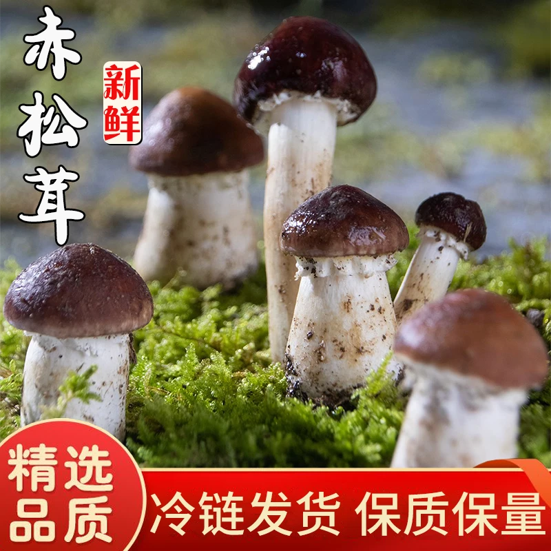 现采赤松茸农家应季蔬菜姬松茸姬松茸菌菇松茸产地直发
