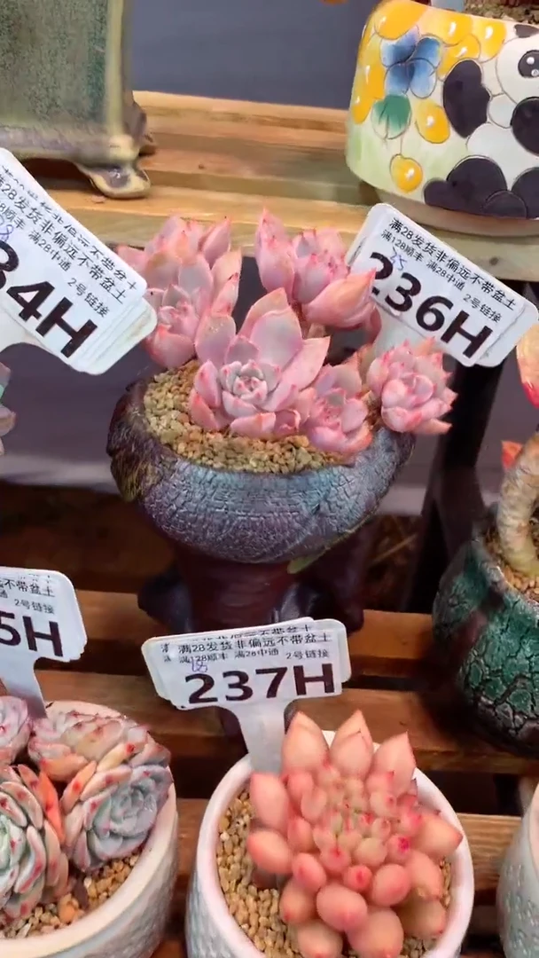 236H（一物一拍，精品多肉.二十八包邮非偏远）