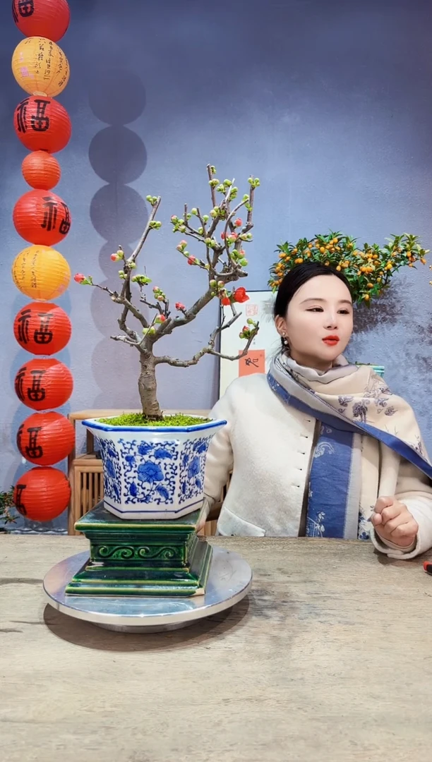 【闪购商品】盆景海棠 长寿冠