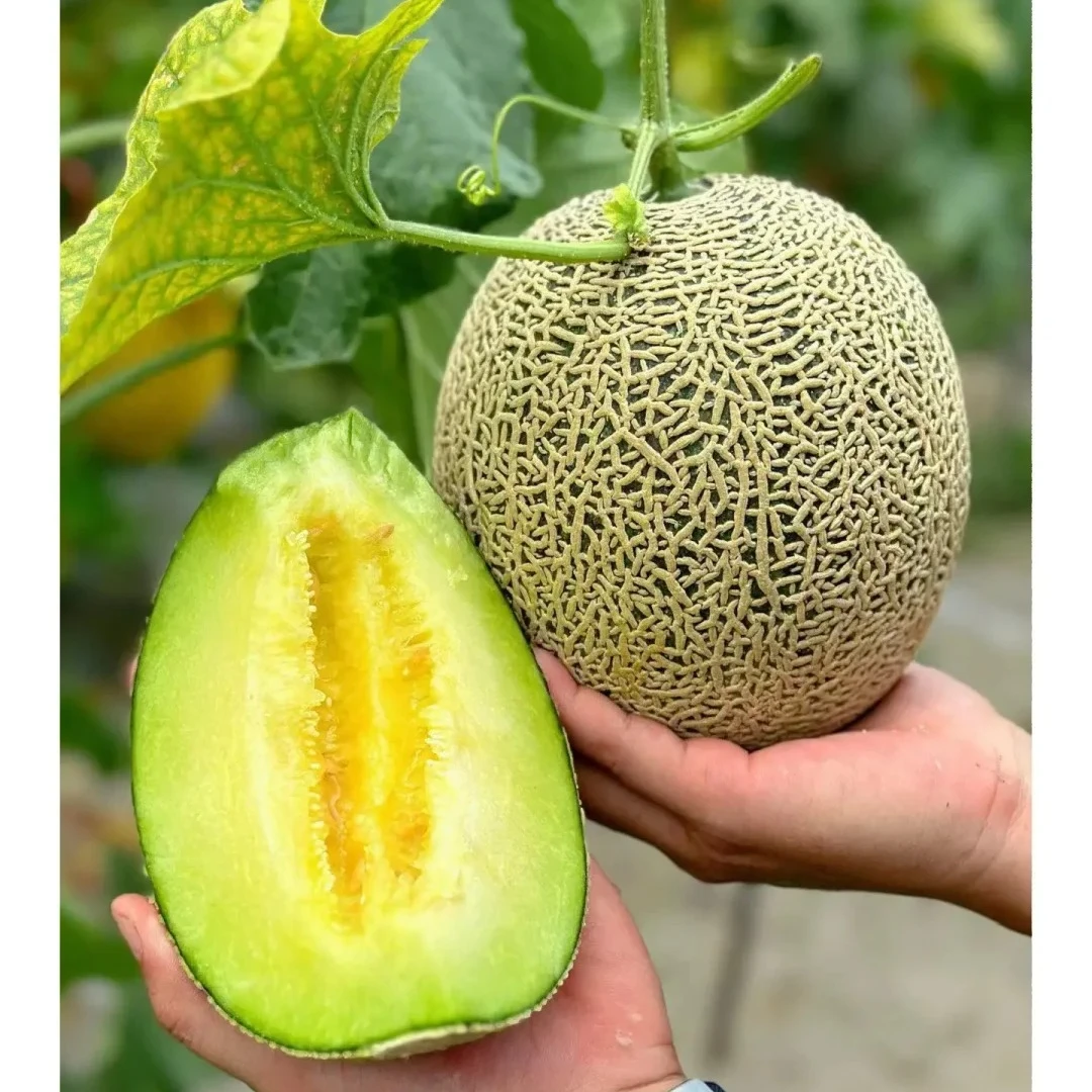 【冰淇淋玫珑蜜瓜】2斤±0.2 甜过初恋