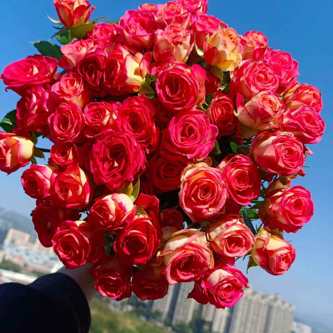 【爱丽丝】多头玫瑰  云南鲜花基地直发家用花材发货