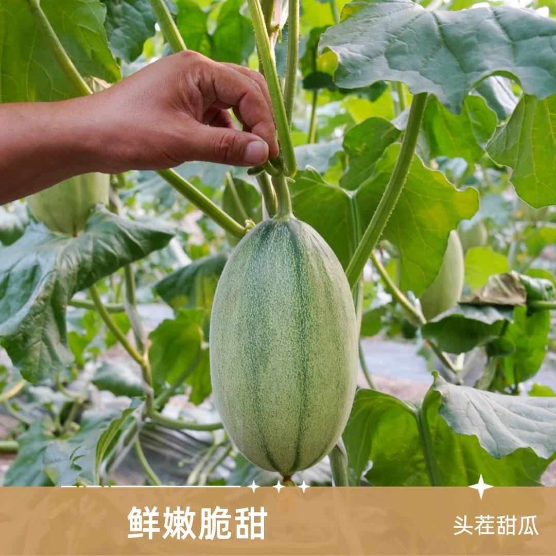 西州蜜甜瓜1粒3斤装新鲜天津市