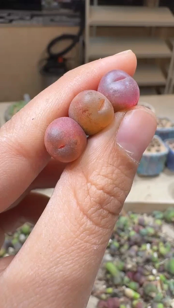 29-353多肉植物肉锥