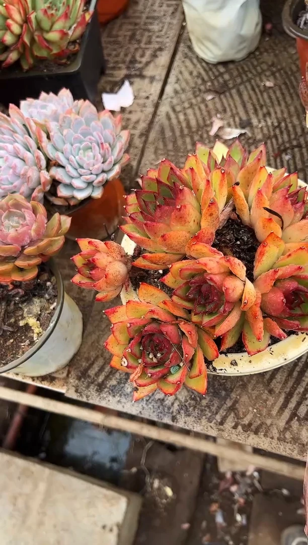 放*多肉植物一物一拍18271