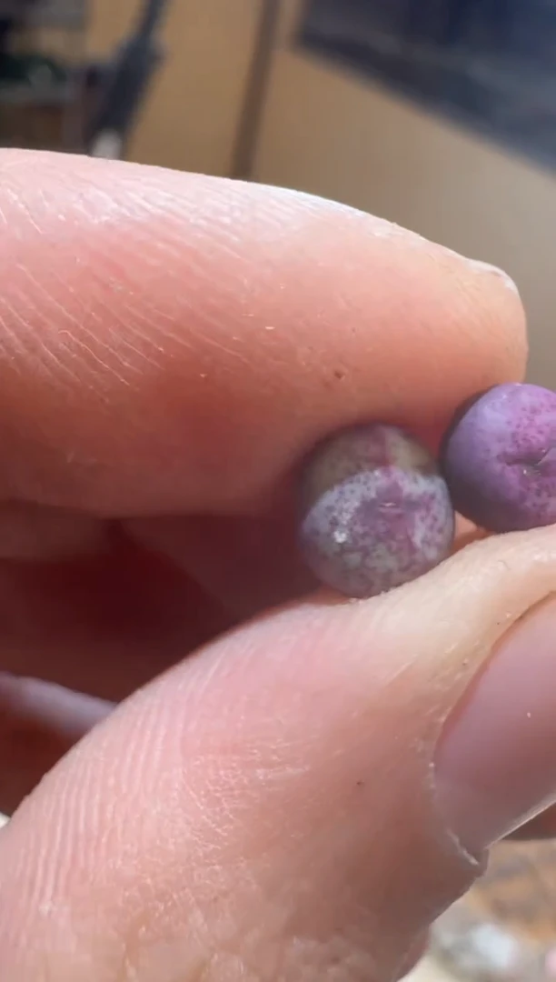 280多肉植物肉锥红嘴一颗