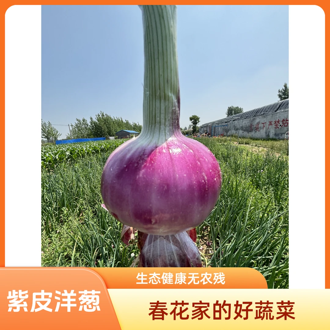 紫皮洋葱九龙山农场生态种植无农残生态健康