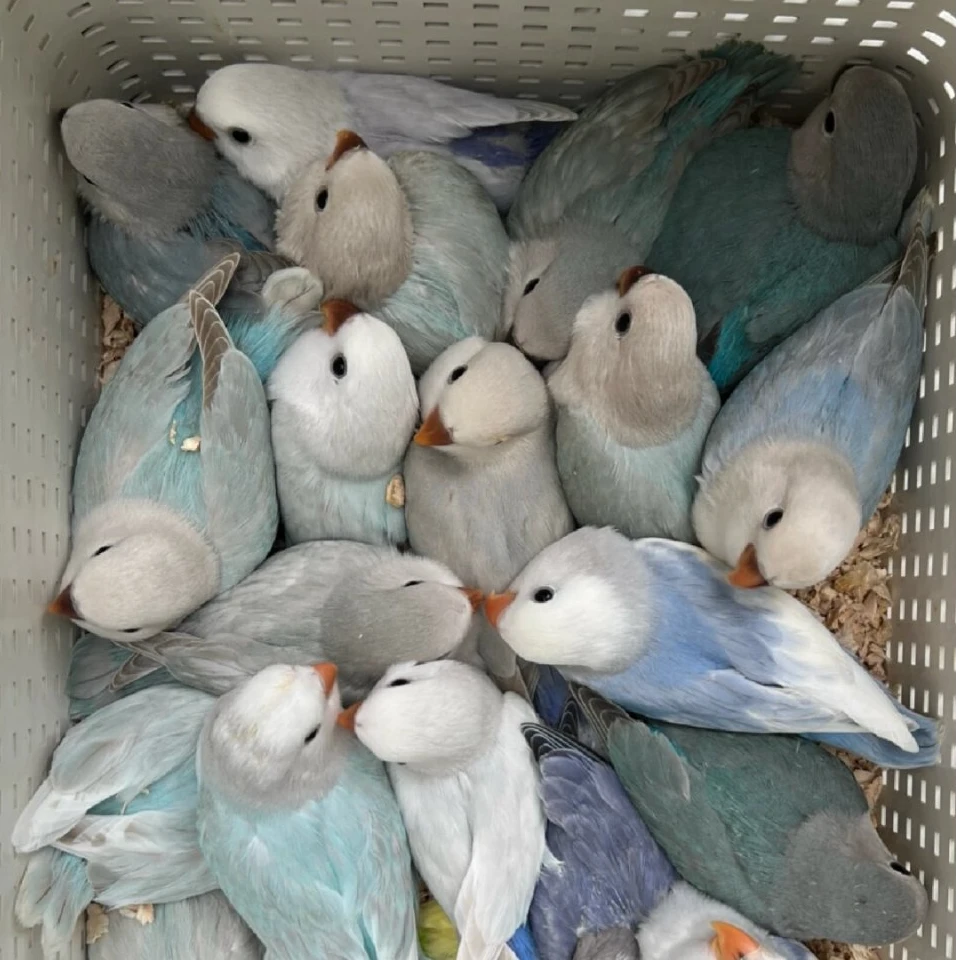 手养牡丹小鹦鹉一物一拍详情联系客服【直播链接】