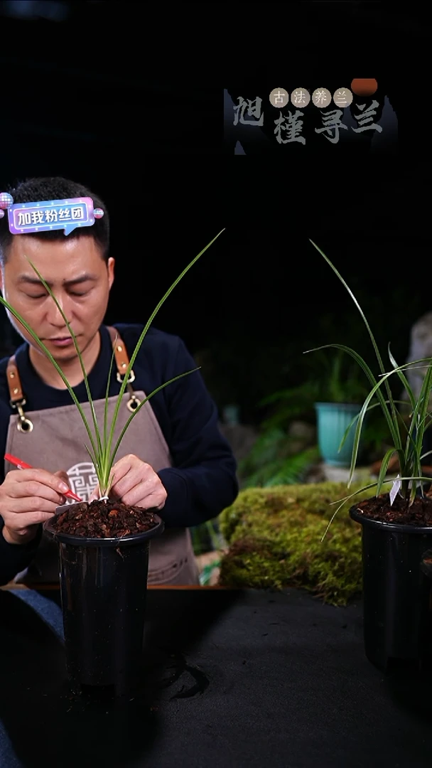 当前无花朵，栽培后可花朵べ****シ蕙兰-君红素（龙头苗）