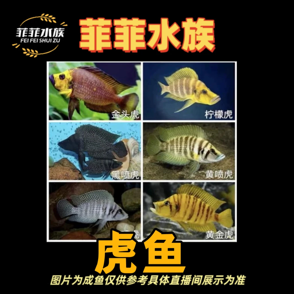 活体饲养黄金虎金头虎白喷虎鱼