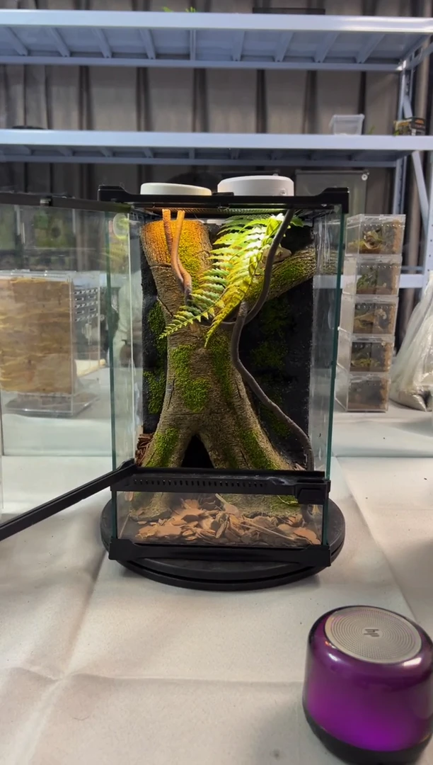 玻璃【长20宽20高30】爬宠造景缸睫角守宫树栖蜘蛛饲养箱爬宠爬虫缸