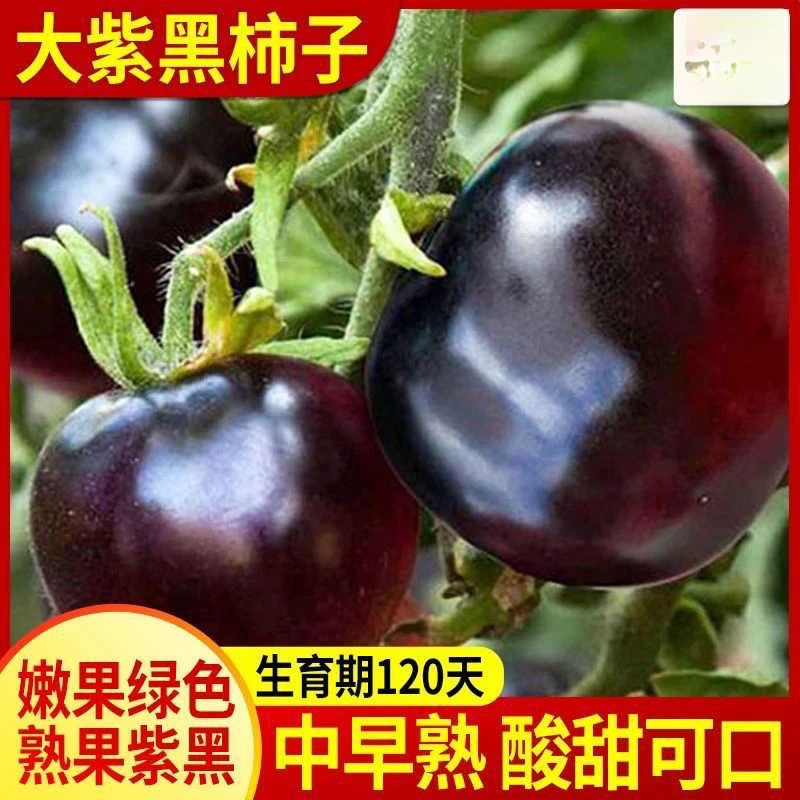 【开春种植】大黑柿子番茄种子香甜可口紫黑西红柿种子大果型黑番茄