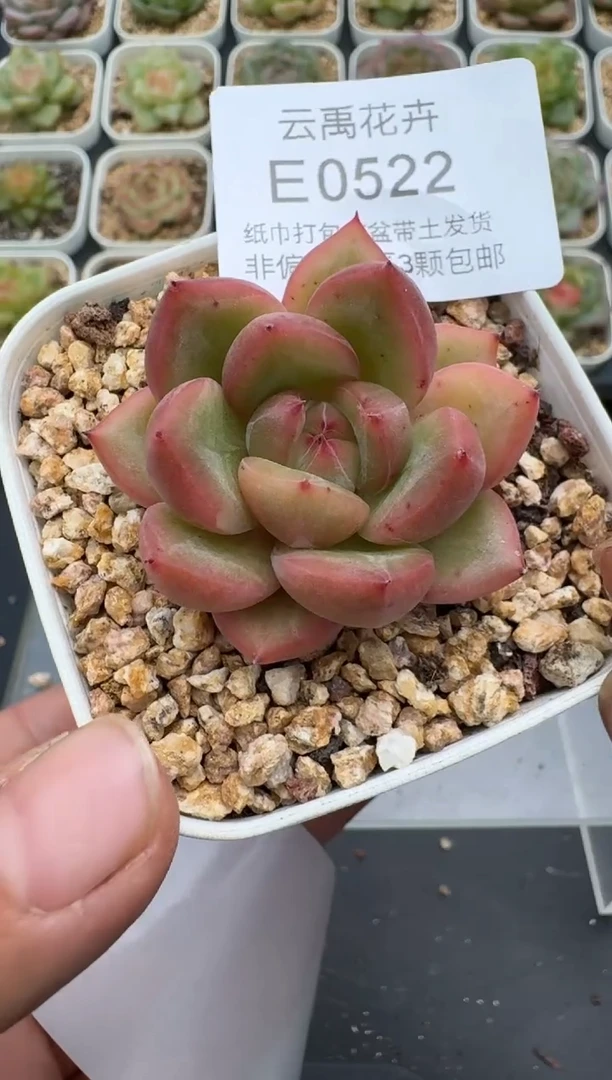 522E云禹多肉植物 带盆土纸巾打包 3颗包邮
