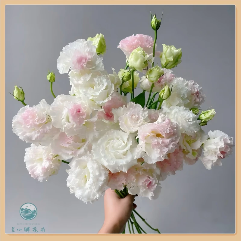 【兰小胖】精选A级-冰淇淋洋桔梗800g装 新鲜发货  顺丰发货