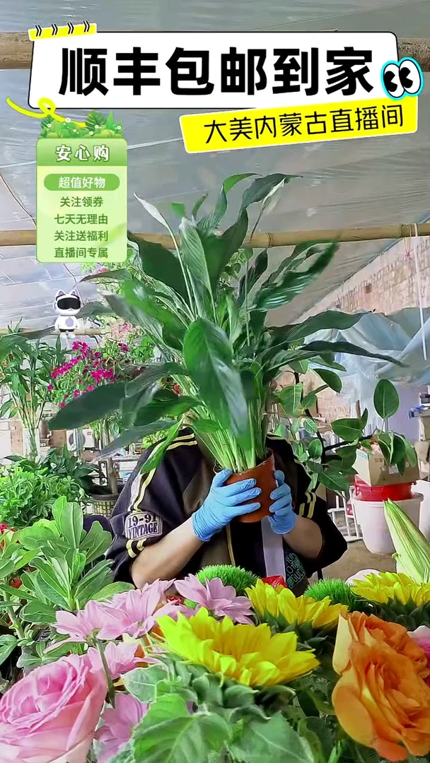 完全开放土培白掌