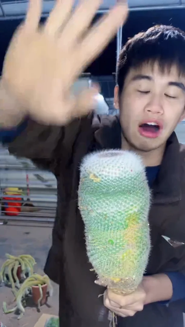 【闪购商品】超大玉翁大单头