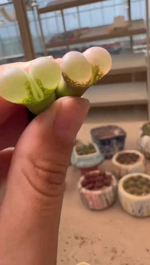 美丽的肉石头16-75