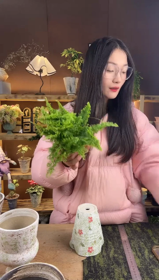 以实际为准079棉花糖蕨育苗盆