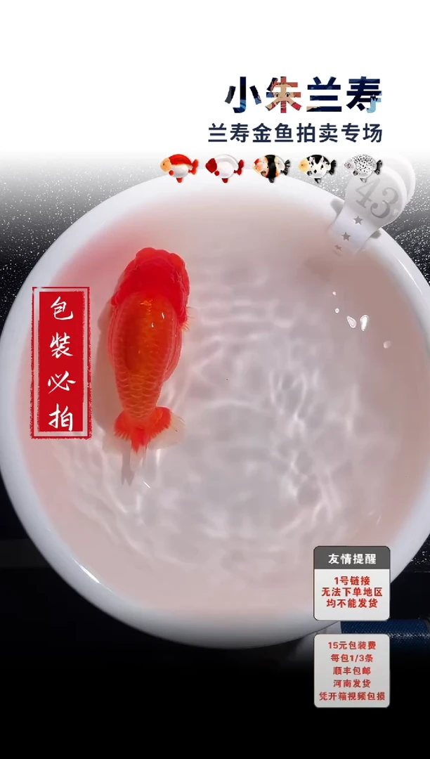 金鱼包装必拍未拍顺丰到付43号