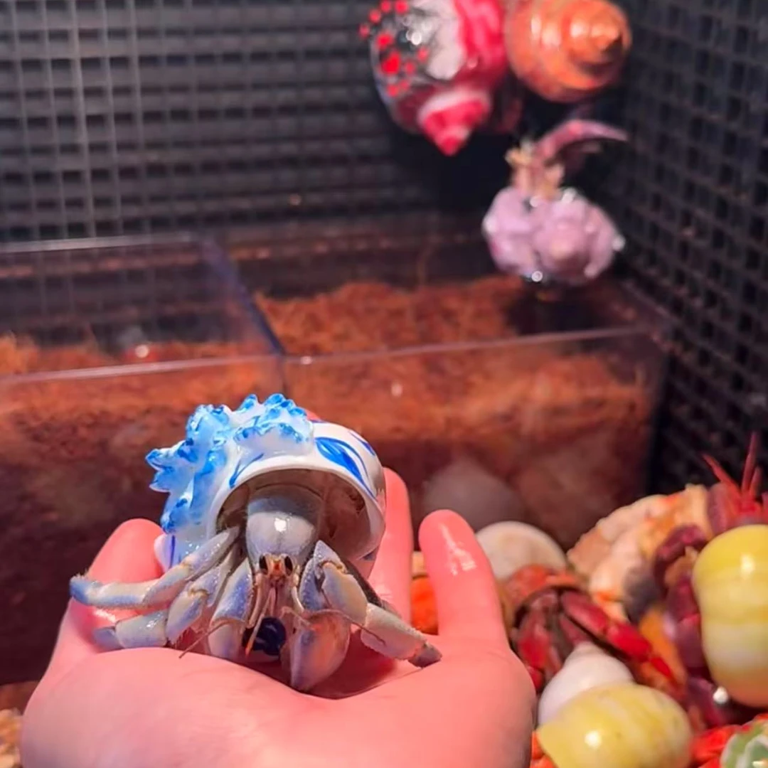 陆生寄居蟹一物一拍宠物竞拍模式除质量问题不退希望理解