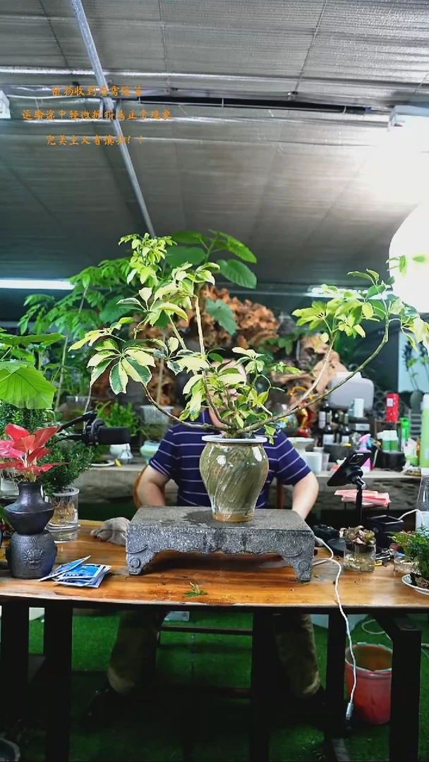 完全开放花叶鸭掌木362+