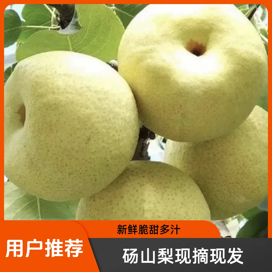 砀山酥梨皮薄多汁果肉细腻脆甜可口正宗砀山梨新鲜水果原产地直发