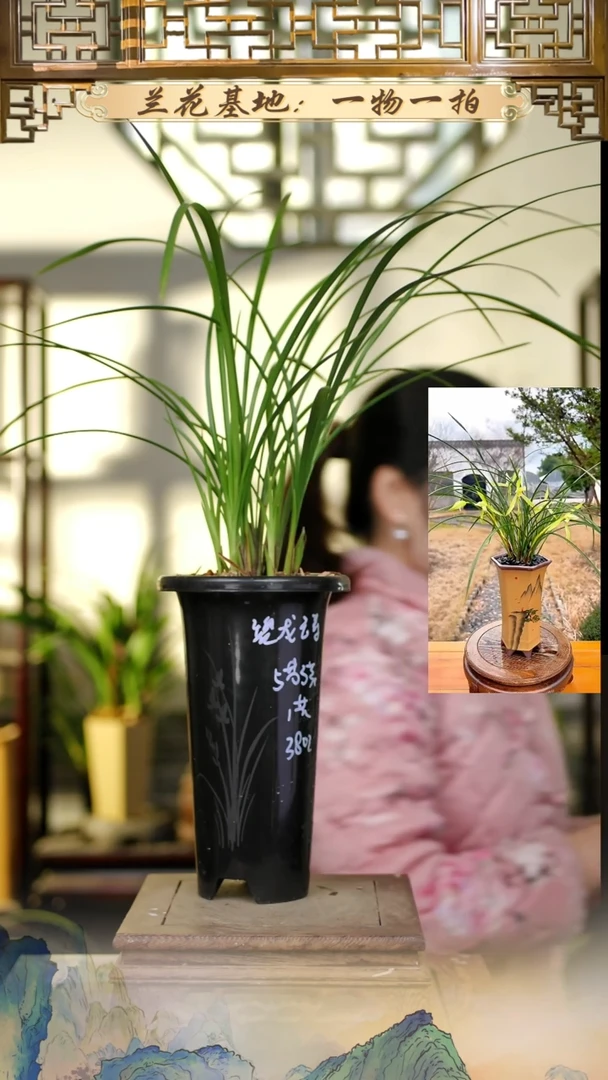 全部花苞春剑大富贵