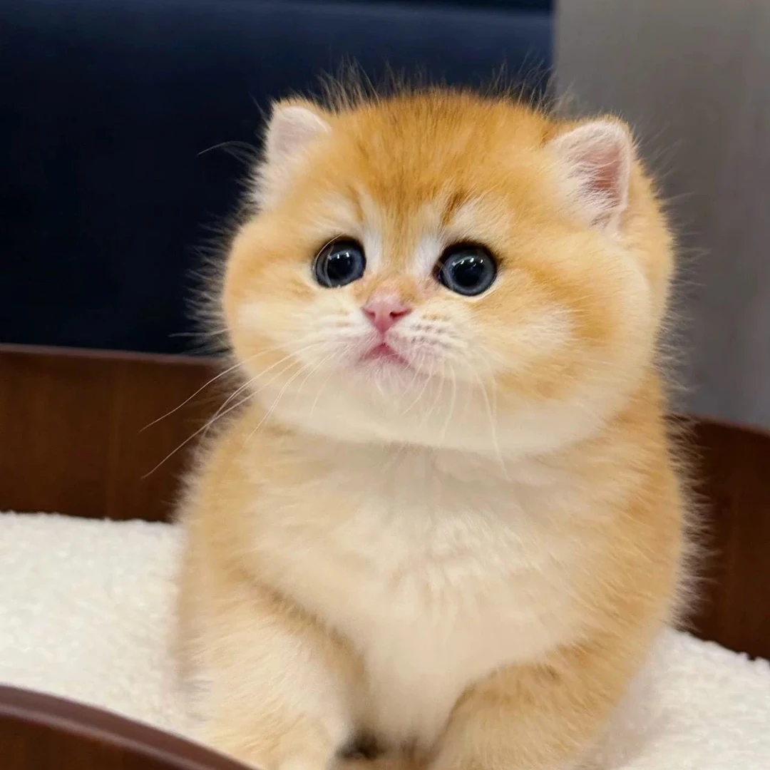 【全品类猫咪】精品金渐层布偶蓝金缅因等宠物猫活体