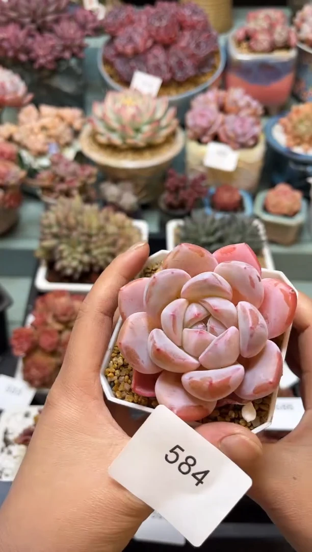 584单头糖果多肉