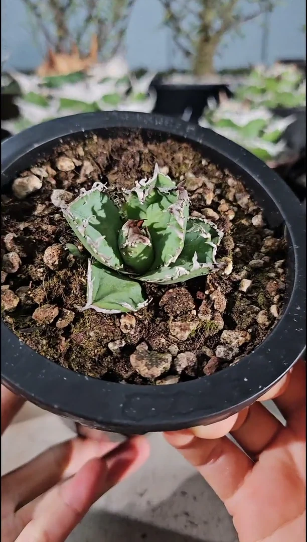 【双十二折后价】蚩尤 有根苗 (一物一拍 基因保证 非组培)