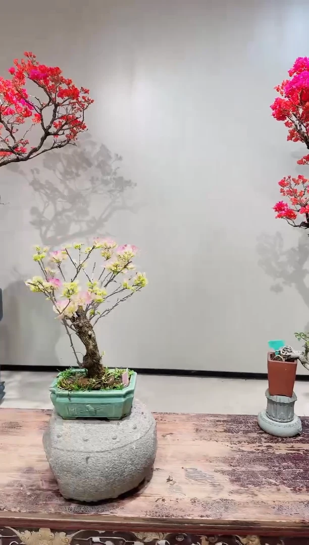 【闪购商品】盆景小叶紫