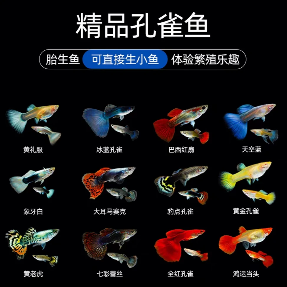 [直播间品种自行备注]5个精品孔雀鱼品种10条直播间品种为主
