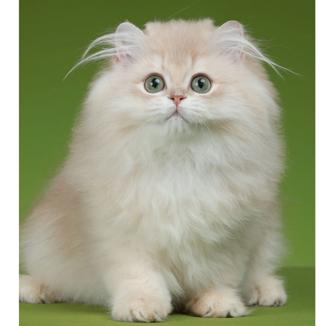 咕嘟--紫金长毛妹妹猫咪活体【灵犀】