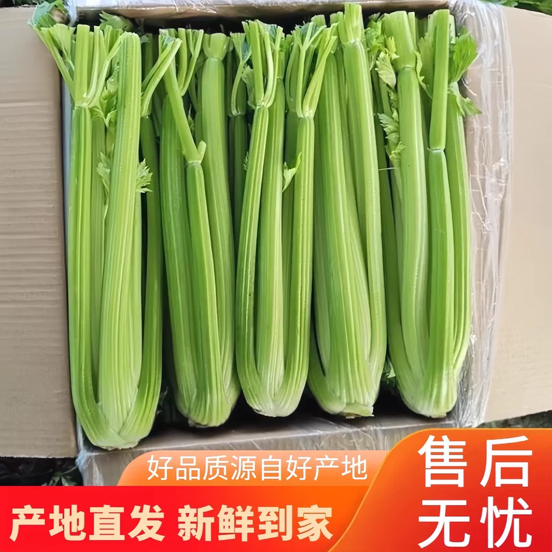 榨汁西芹 去叶发货 现挖现发新鲜健康农家菜净重5斤