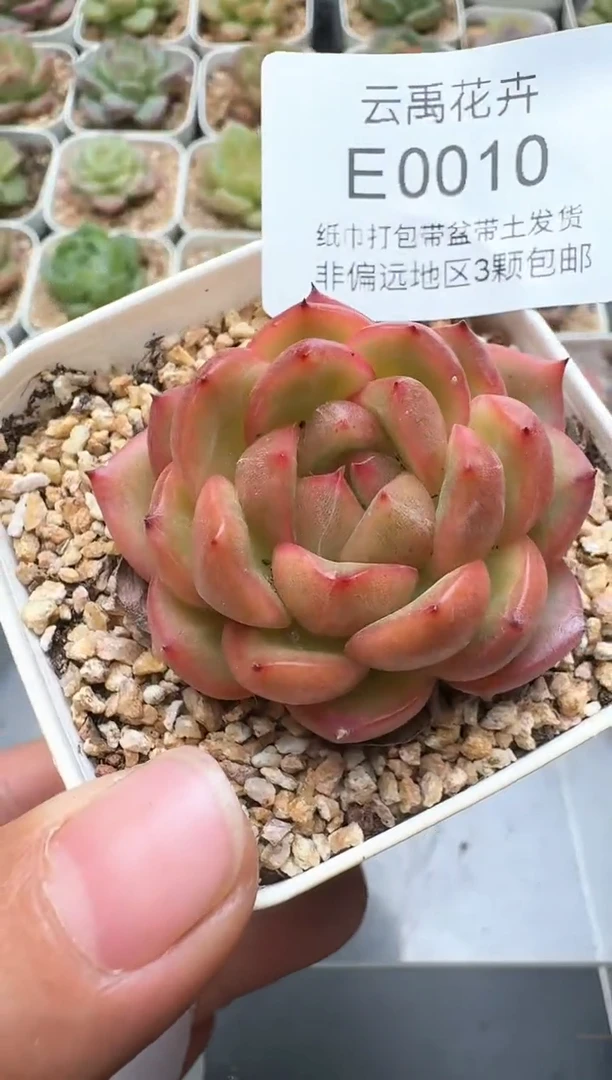 010E云禹多肉植物 带盆土纸巾打包 3颗包邮