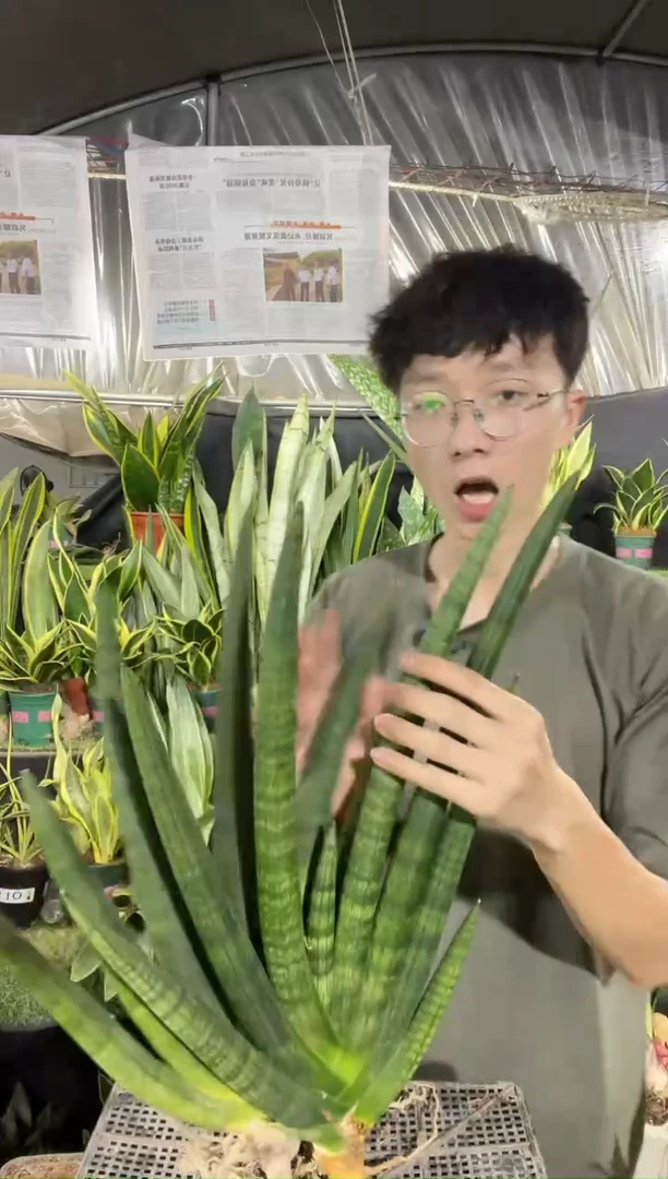 5叶起佛手兰裸根2棵19.8