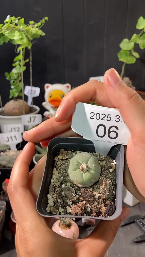 【闪购商品】练手仙人球3.6.6