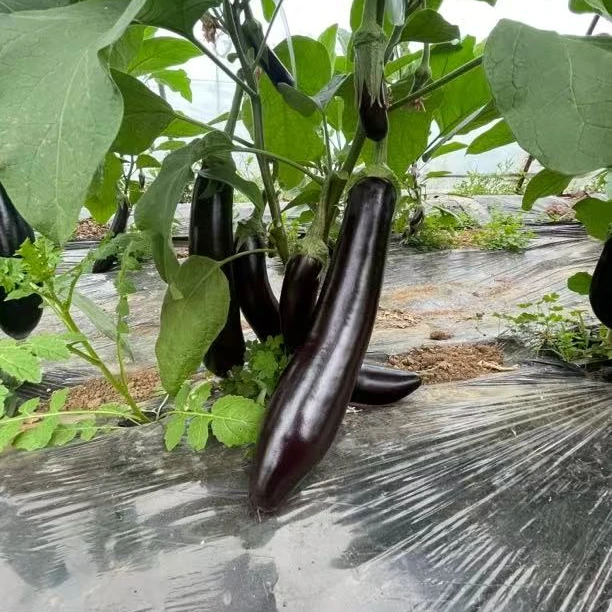 【农家自种】老品种青把长茄农家茄子现摘现发茄子新鲜蔬菜青把茄子