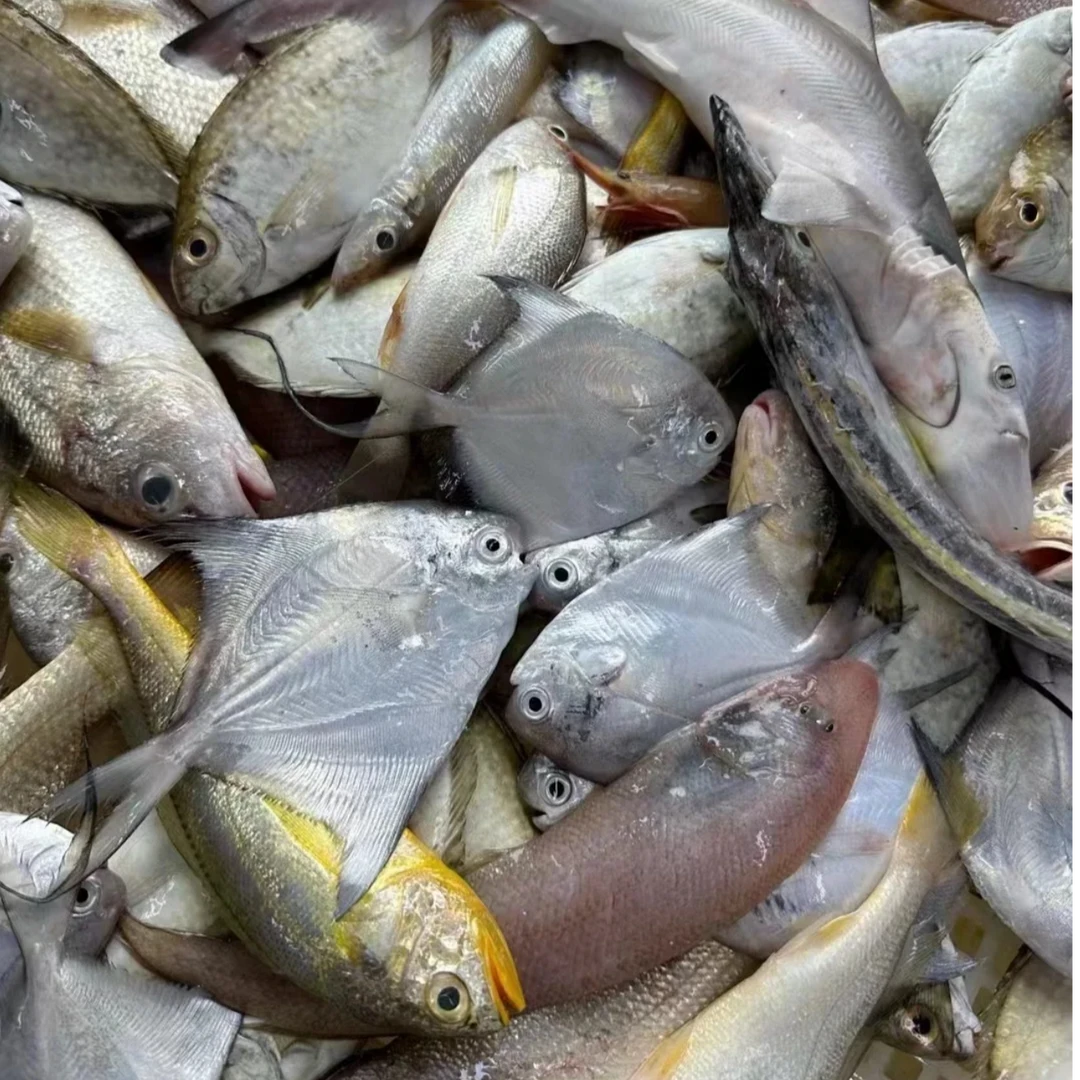 海捕小杂鱼3/5斤装 广东湛江