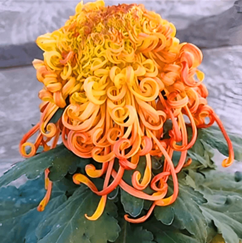 【 雁峰万里】大花富贵菊花盆栽九月菊 开花漂亮耐寒