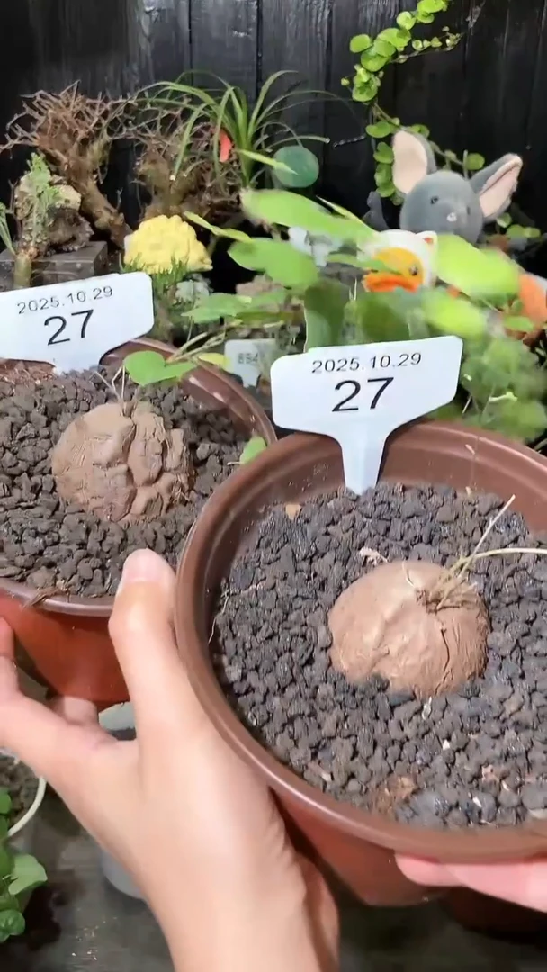 27号1029福利特价南非龟甲龙套餐