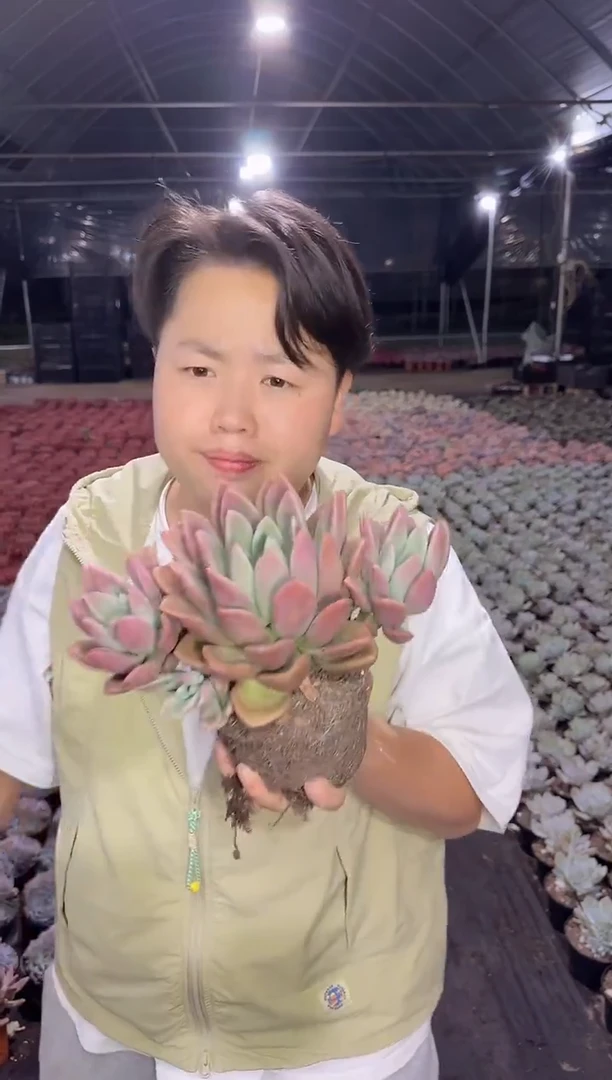 单头爆崽桃花源5.88