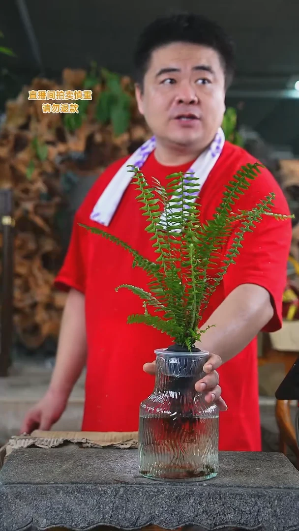 当前无花栽培后可以开花肾蕨冰川纹玻璃瓶180+