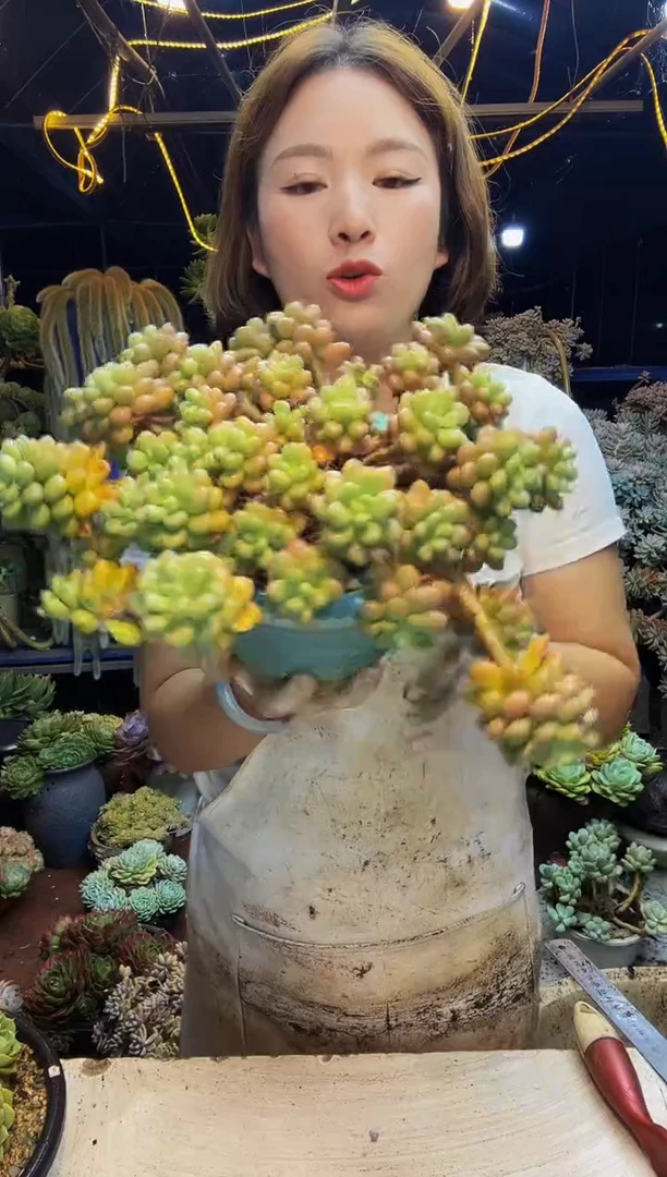 徐****包34号一物一拍带盆（物流自理）