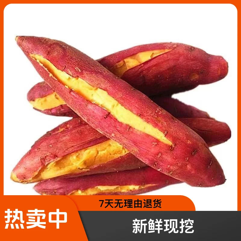 陕西正宗沙地板栗红薯新鲜现挖粉面干甜软糯香甜番薯
