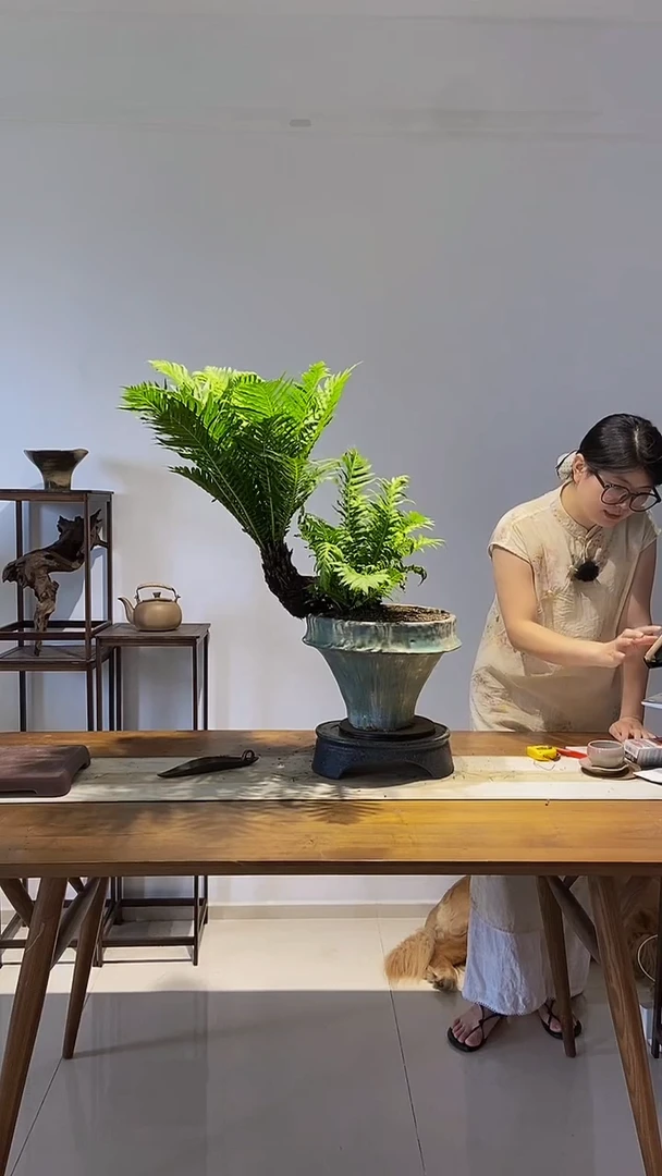 无花朵大老桩多头四季常青室内绿植老桩富贵蕨