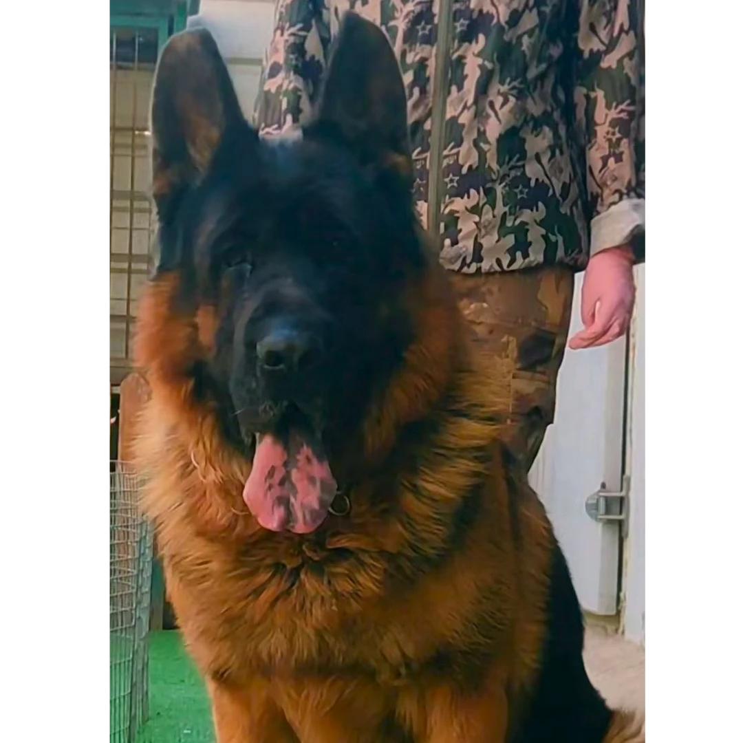 龙腾犬业活体链接