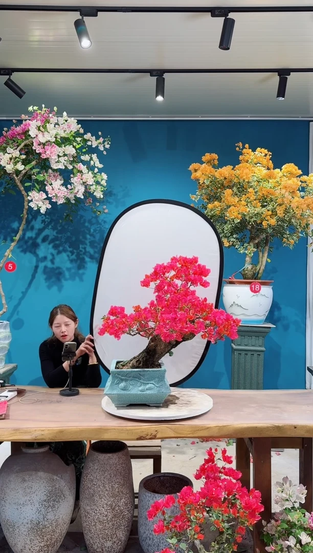 全部花朵什***多四季同安红三角梅