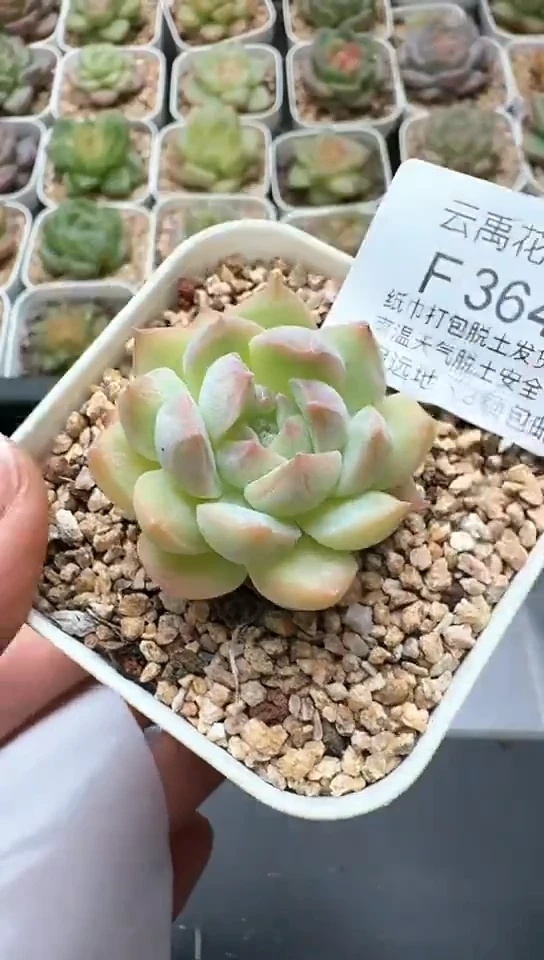 364F云禹多肉植物 默认脱土纸巾打包 3颗包邮